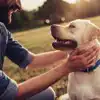 Dog friendly glamping in Northern Ireland