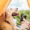 Dog friendly campsites in Pembrokeshire
