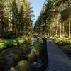 Hafren Forest