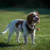 Campsites with Enclosed Dog Areas in Wales Campsites with Enclosed Dog Area in Wales