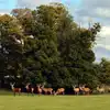 Campsites in Knebworth Campsites in Knebworth