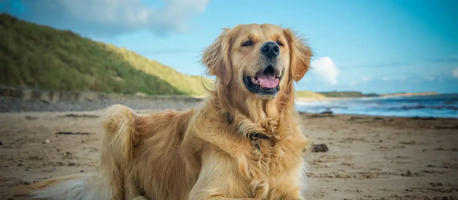 Dog friendly beaches in Cornwall