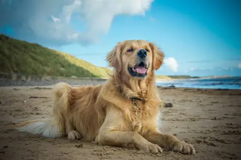 Dog friendly beaches in Cornwall