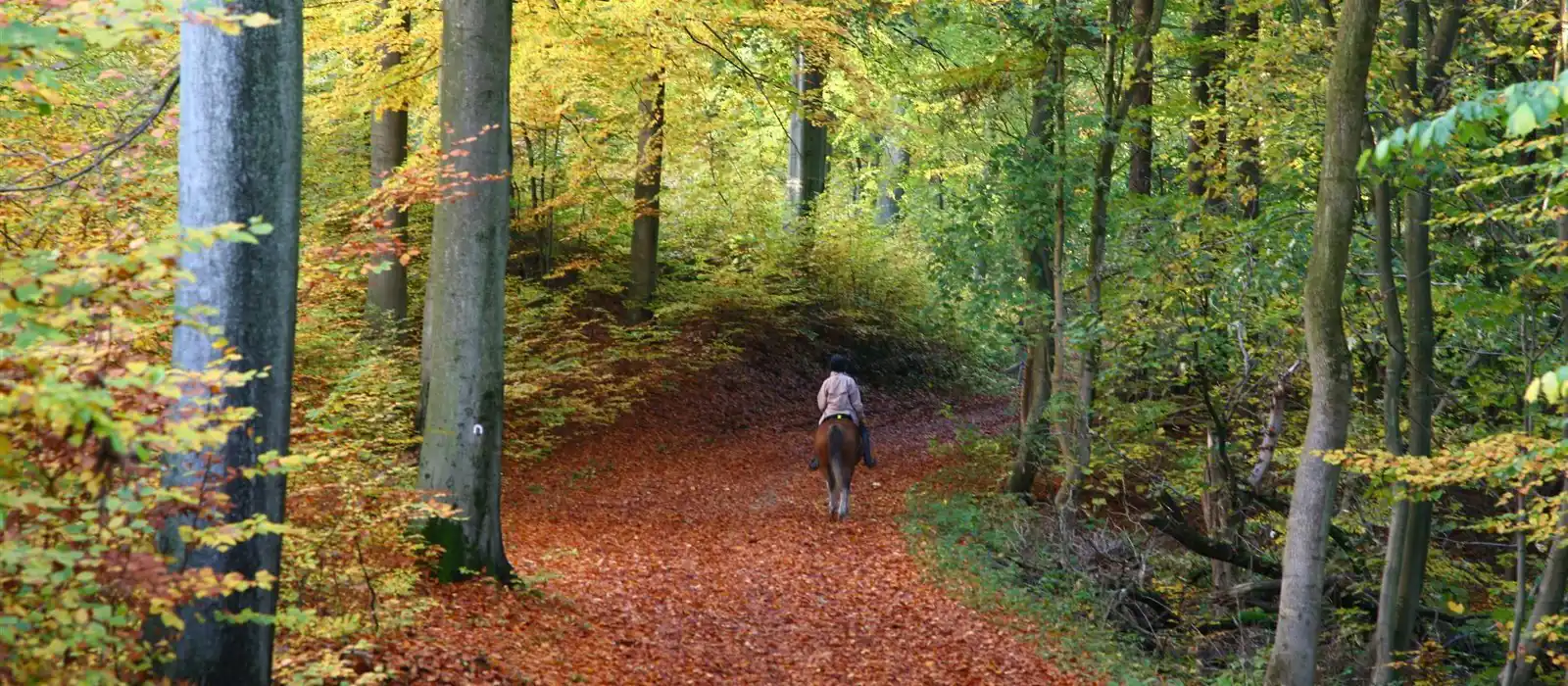 Horse Riding in the New Forest