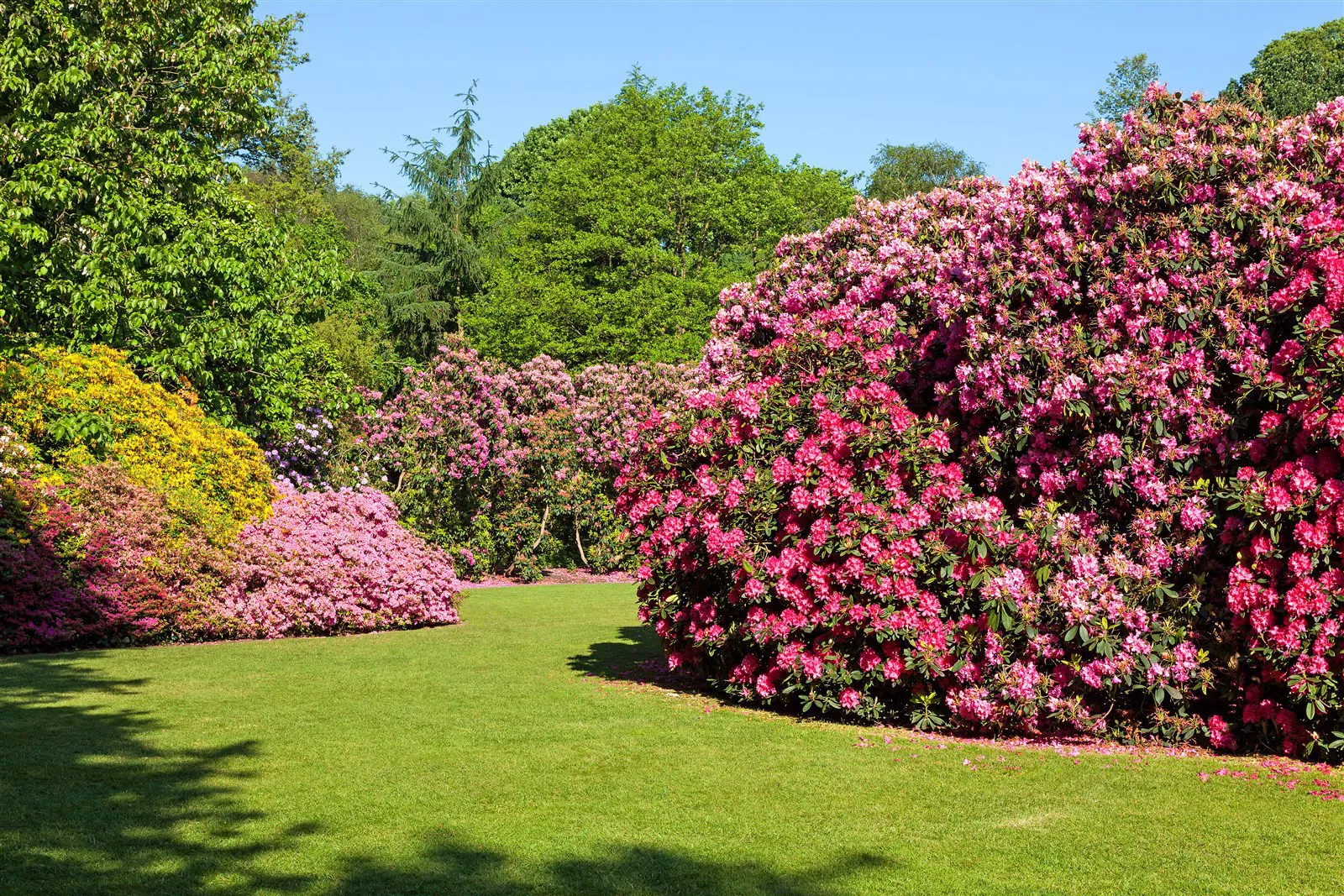 Rhododendron and Azaleas