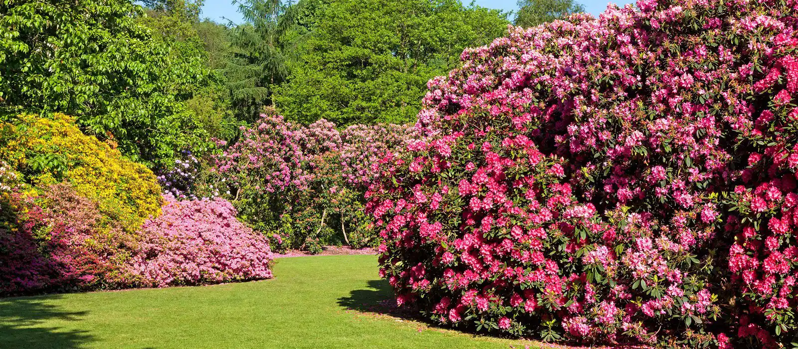 Rhododendron and Azaleas