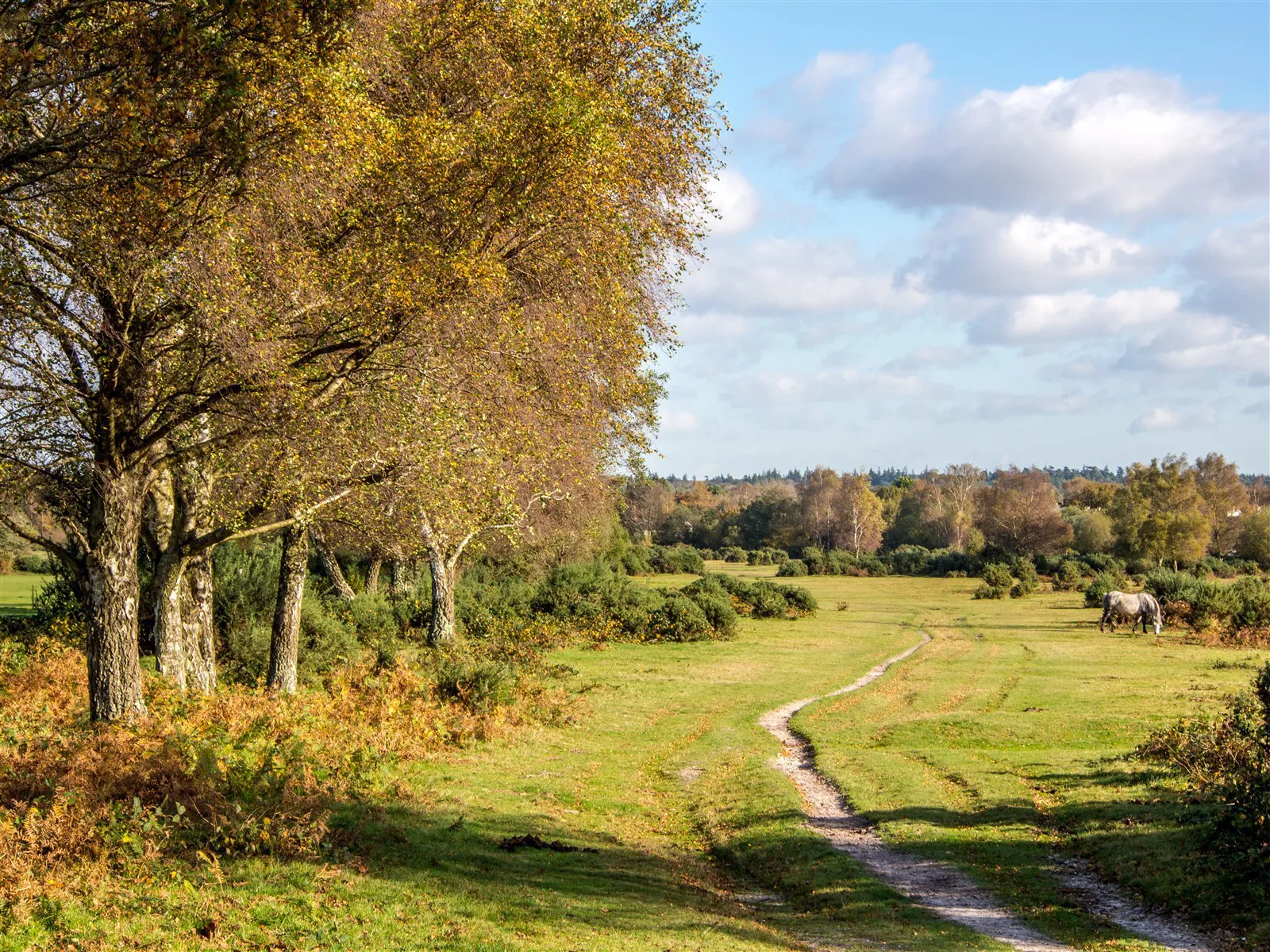 7 secrets to getting the most out of New Forest camping