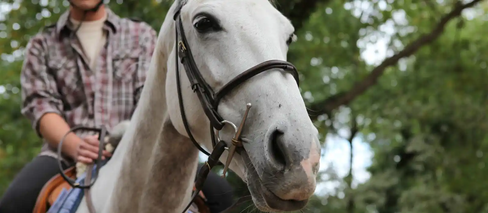 Horse closeup!