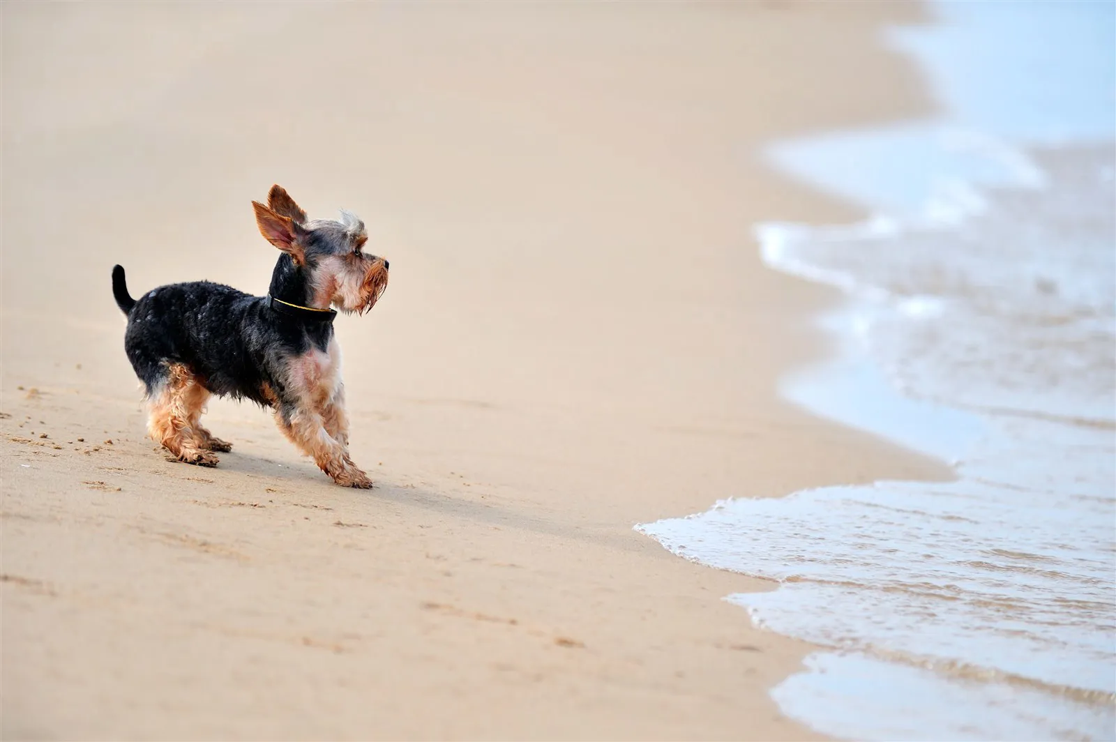 dog friendly beaches in Dorset