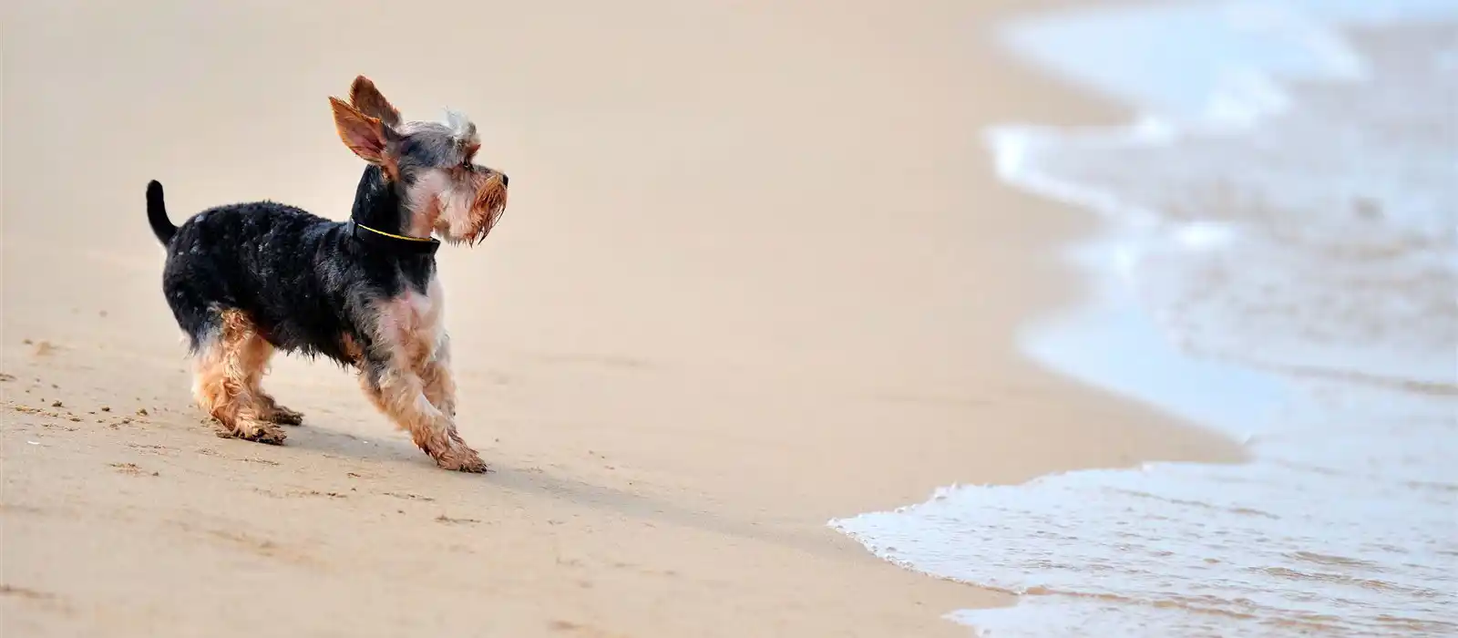 dog friendly beaches in Dorset