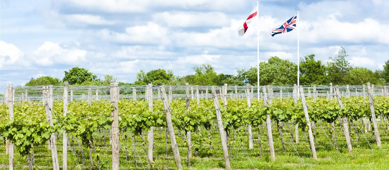 Vineyard in Kent