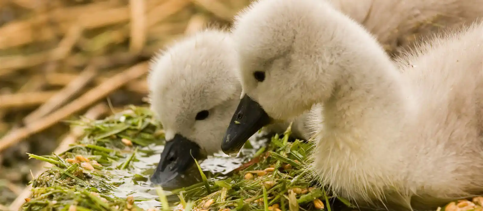 Cygnets at Abbotsbury Swannery