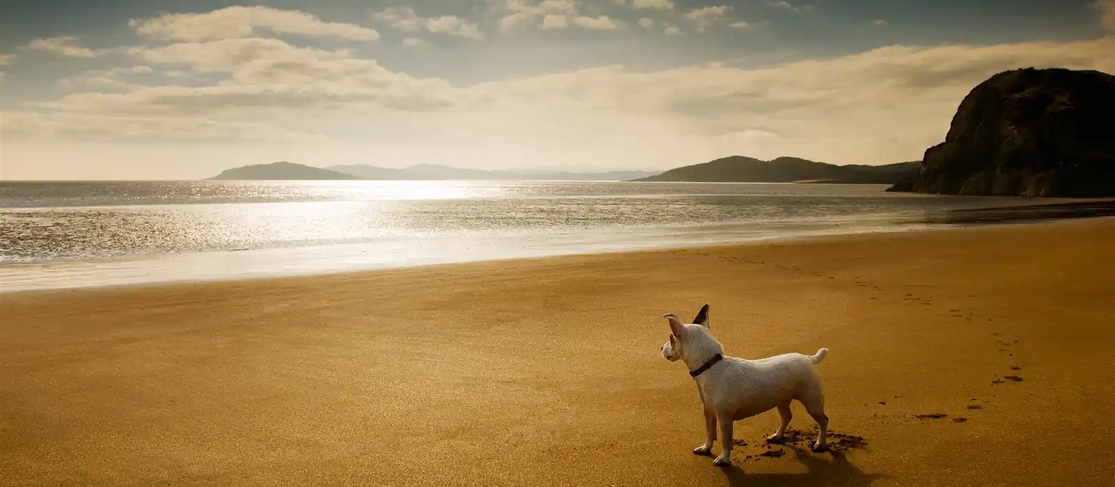 Dog friendly beaches in Devon