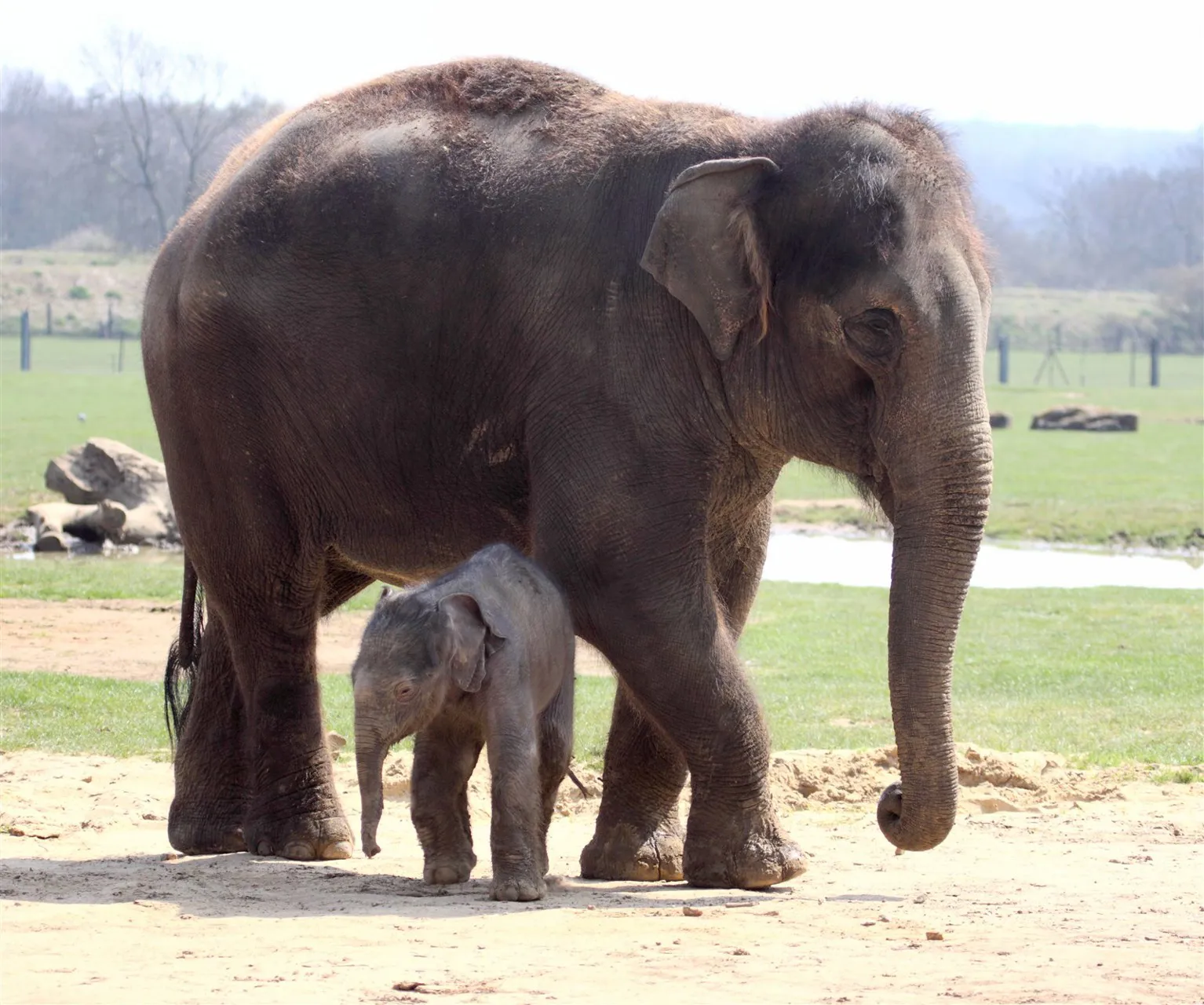 Newborn Elephant at the Whipsnade Zoo