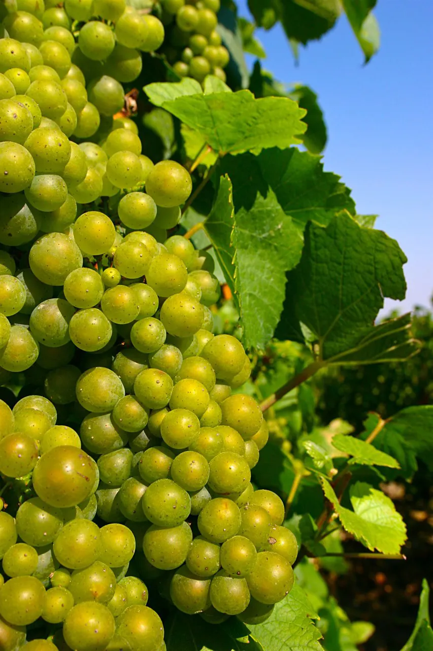 Grapes on the vine at a Sussex vineyard