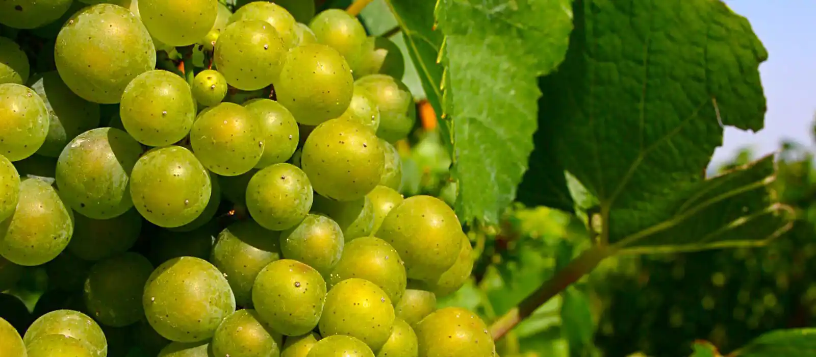 Grapes on the vine at a Sussex vineyard