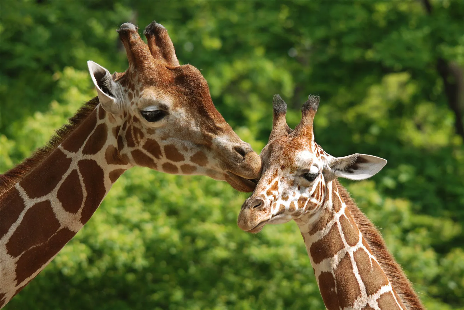 Giraffes at Marwell Zoo