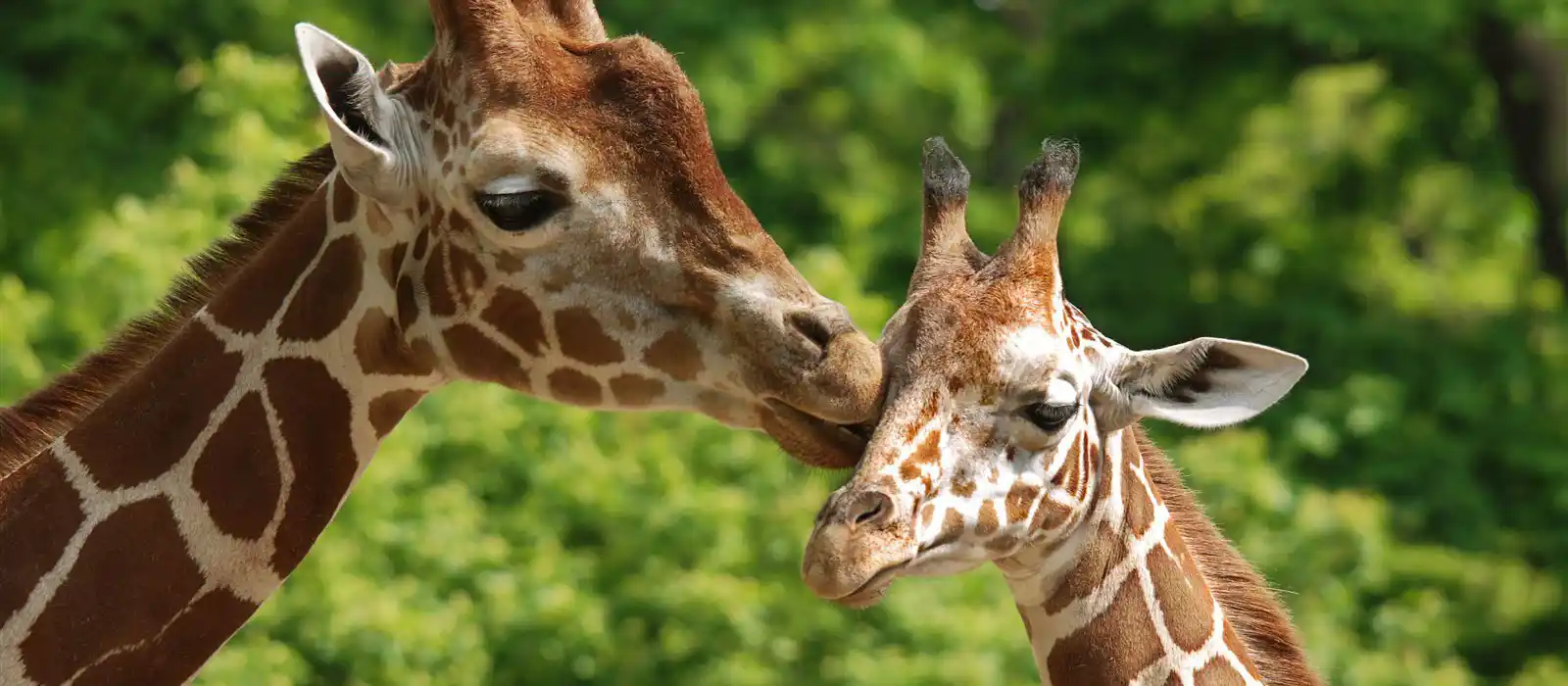 Giraffes at Marwell Zoo