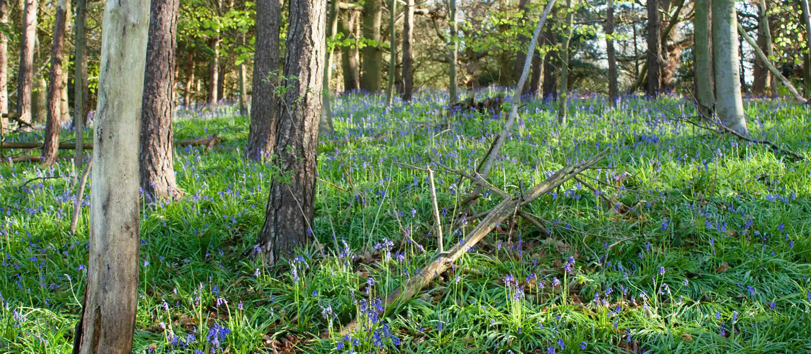 Scenic Woods in Surrey