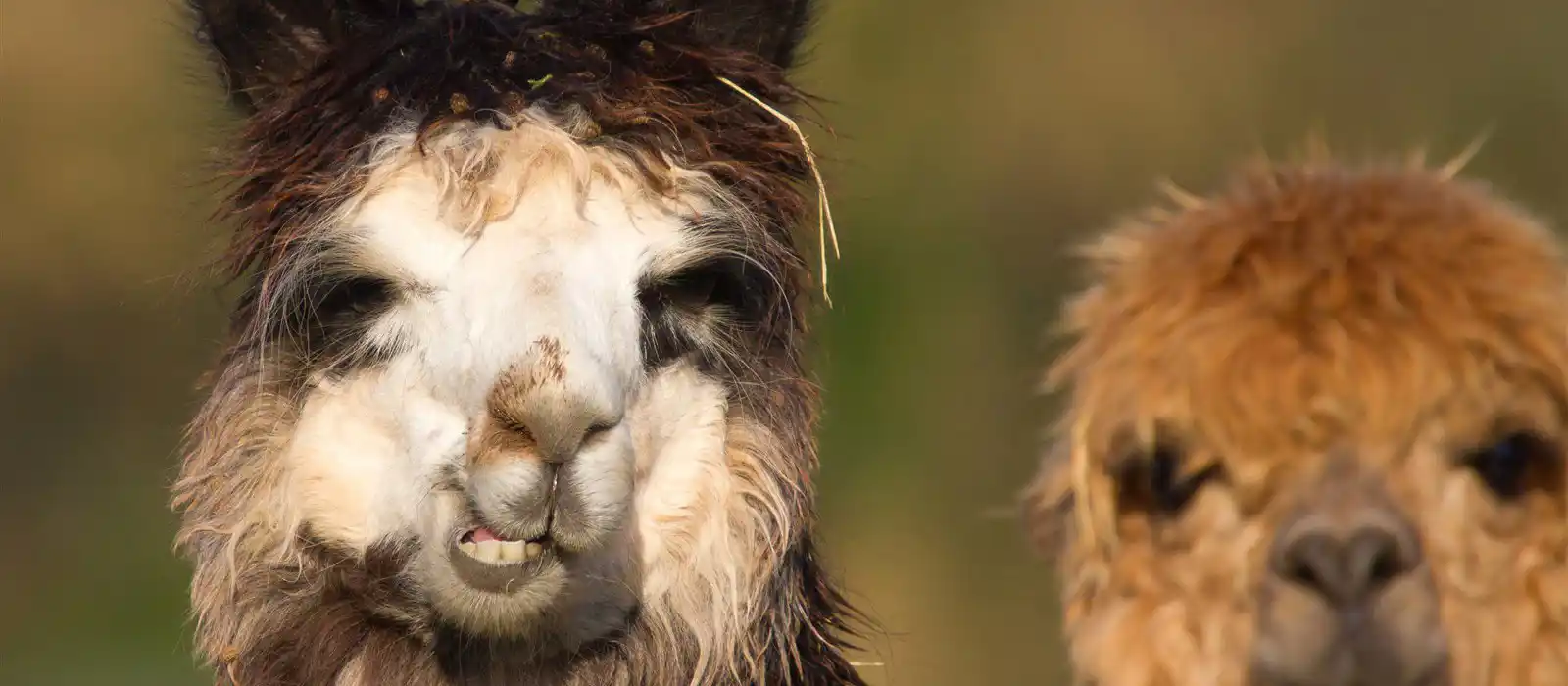 Walking with Llamas in Northamptonshire