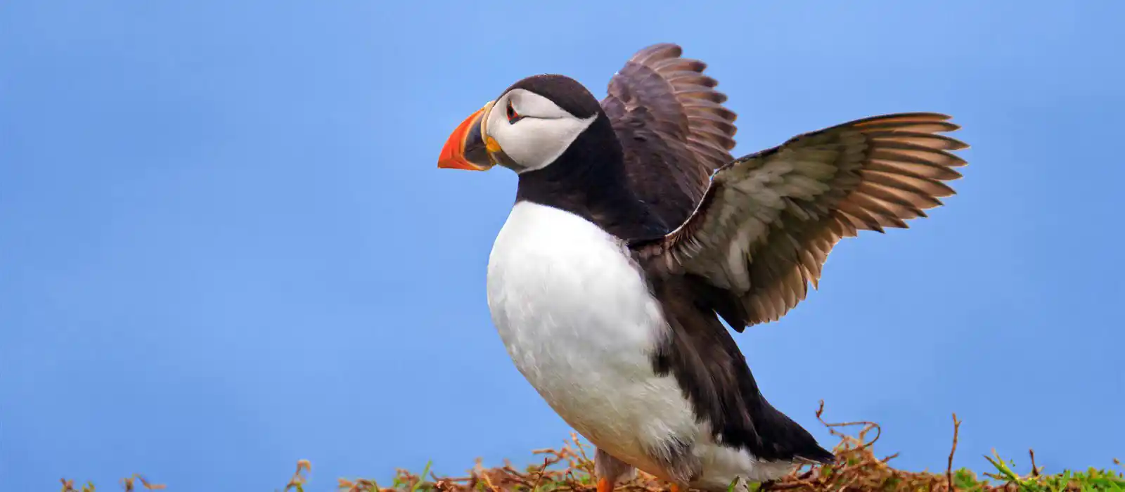 Puffin on Skomer Island in Wales