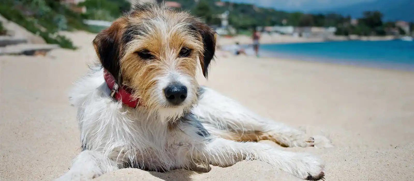 Dog on the beach