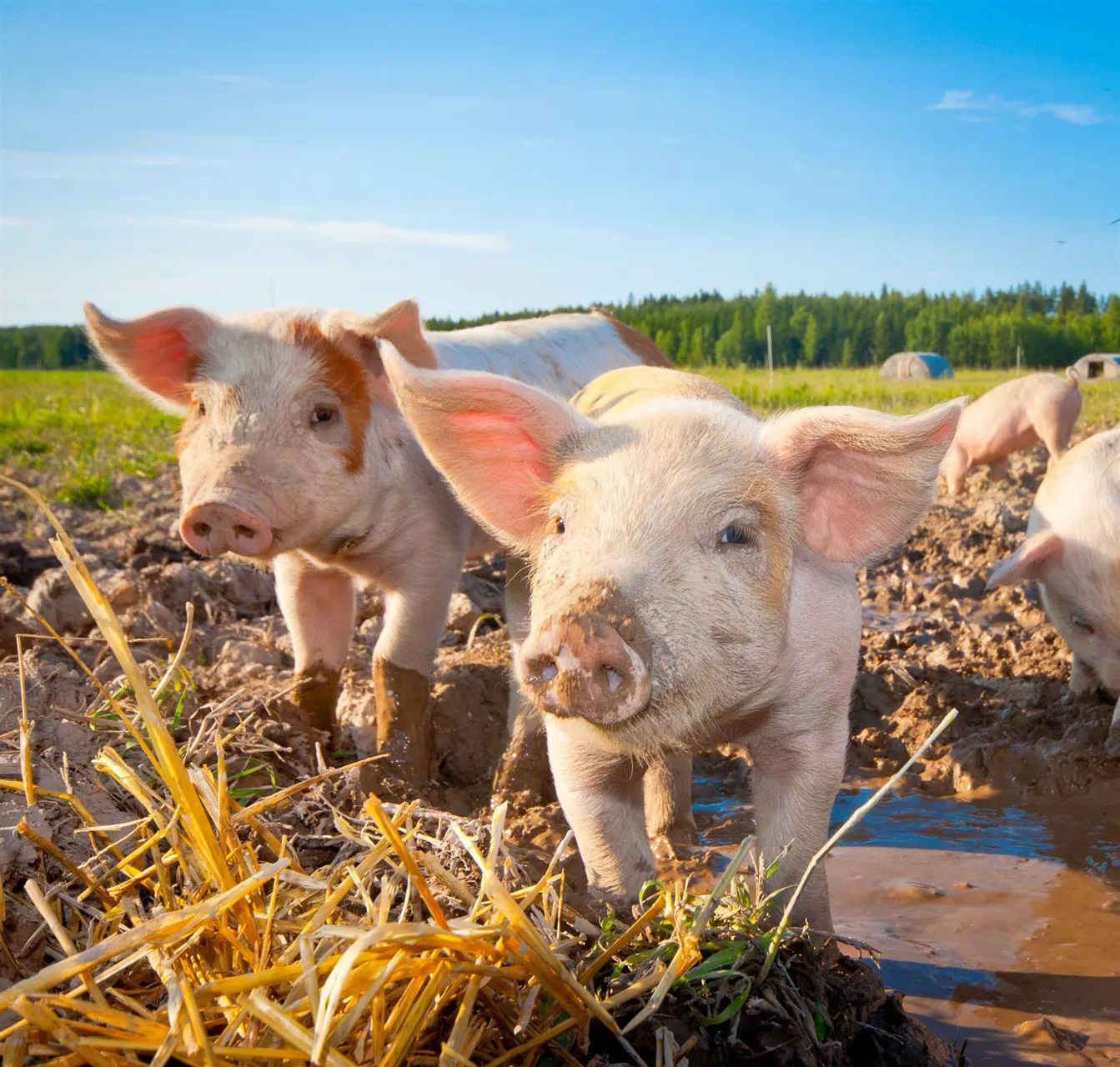 Piglets on a farm