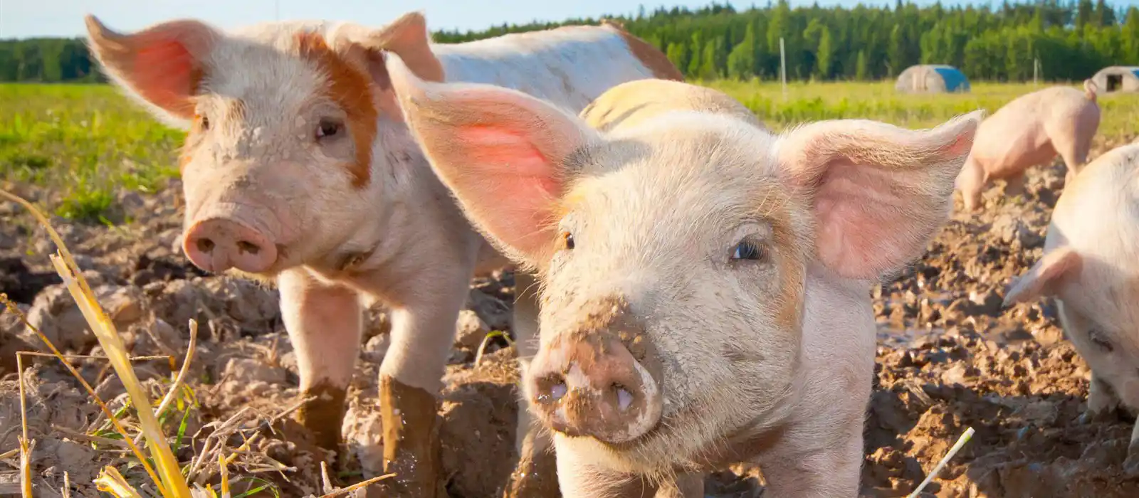 Piglets on a farm