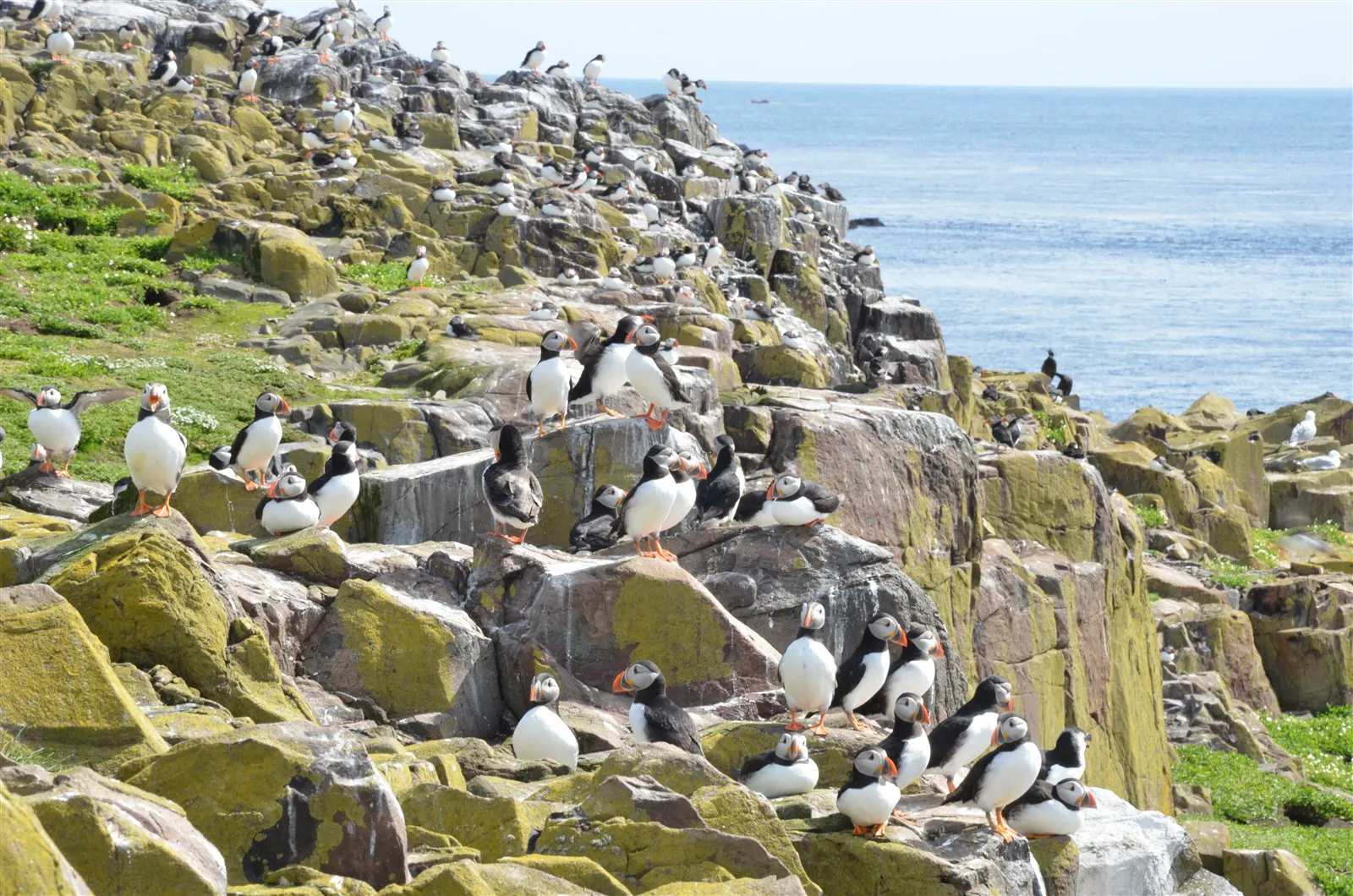 Puffin colony on the Farne Islands