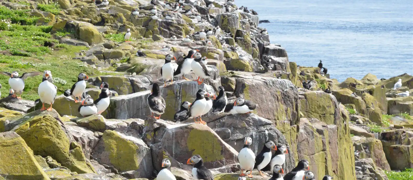 Puffin colony on the Farne Islands