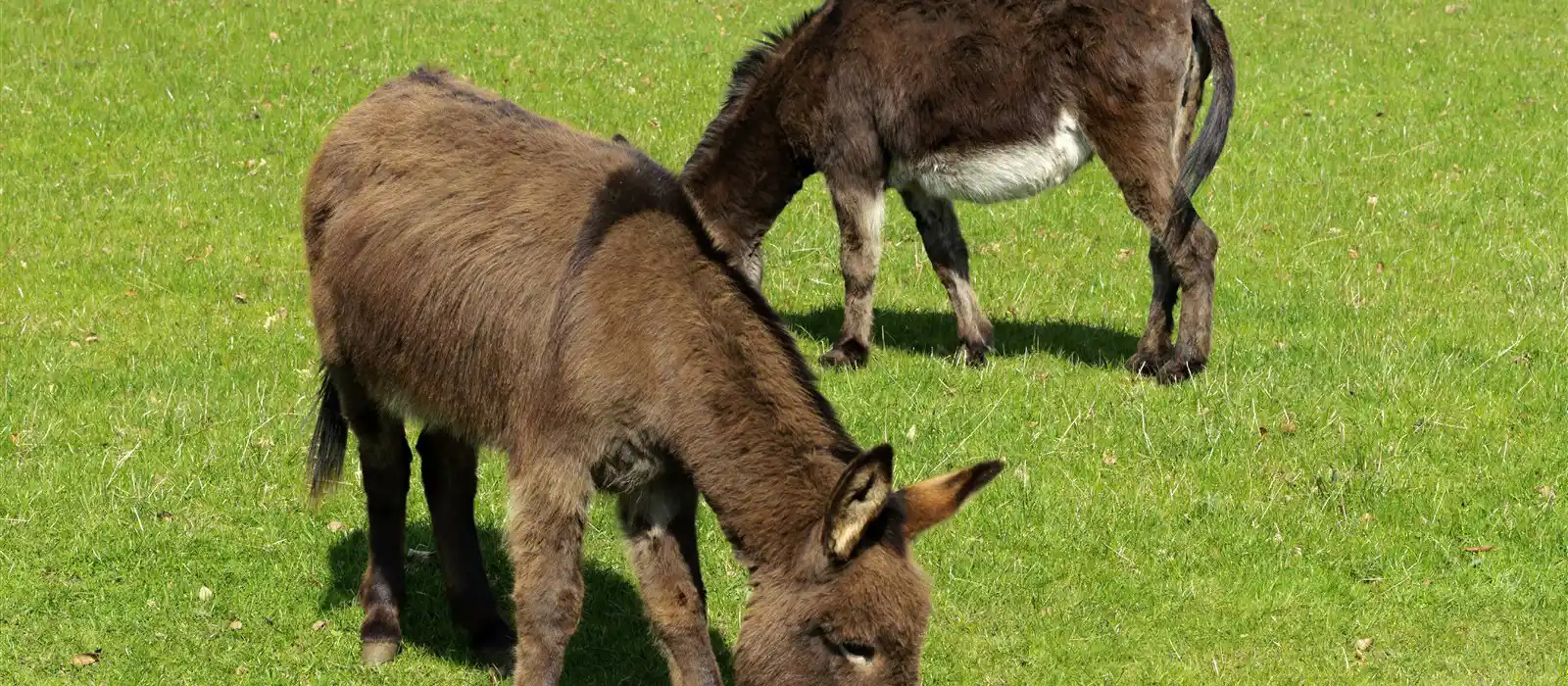 Meet some happy donkeys at the Donkey Sanctuary near Sidmouth, Devon