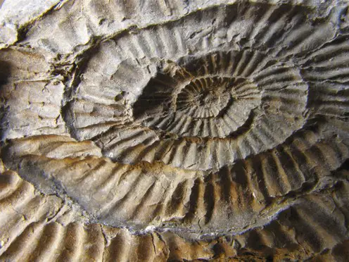 A fossil found on the Jurassic Coast