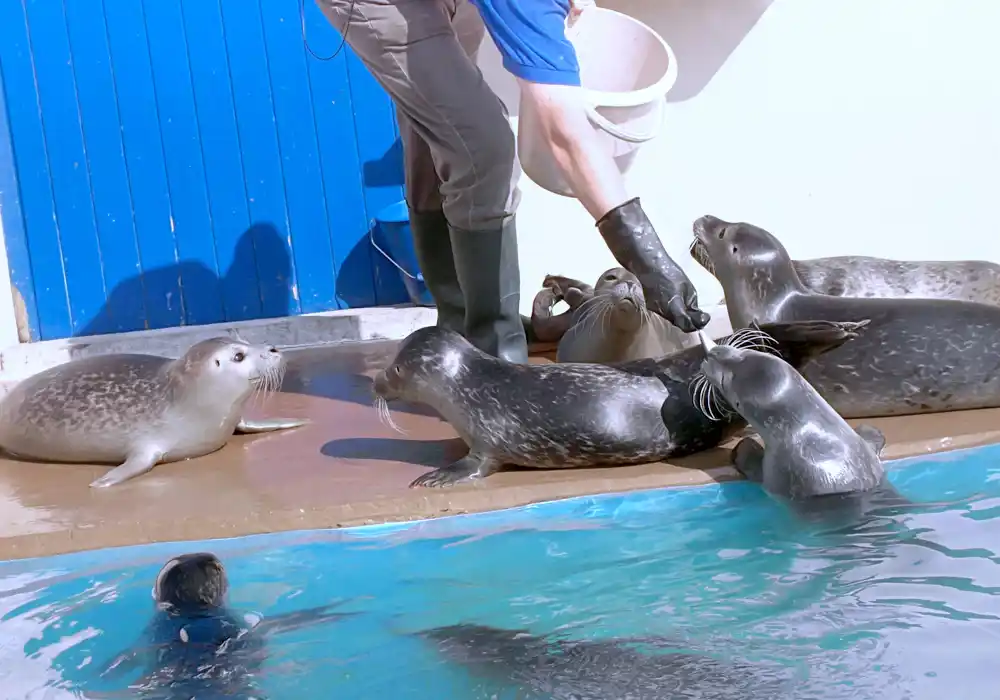 Seals being fed in Natureland Seal Sanctuary in Skegness, Lincolnshire