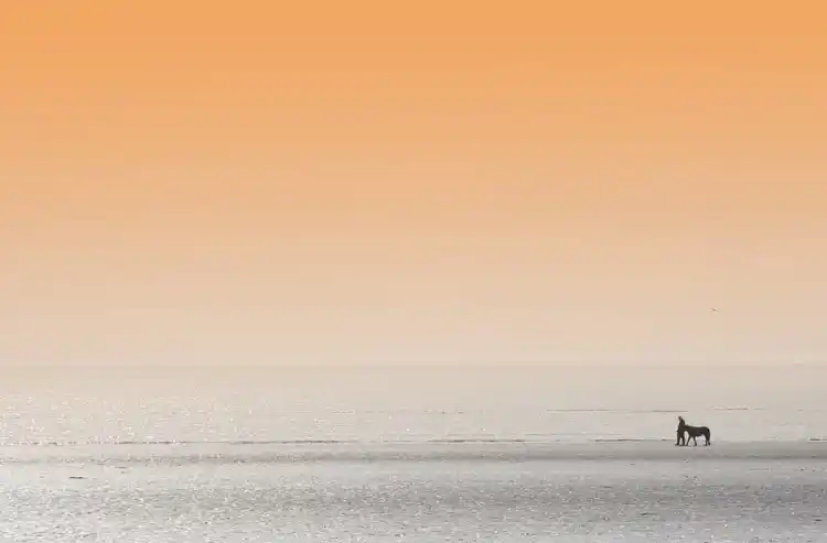 A horse being taken for a walk on St Bees beach in Cumbria