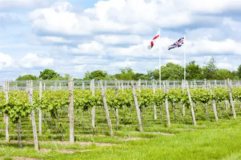 A vineyard in Kent