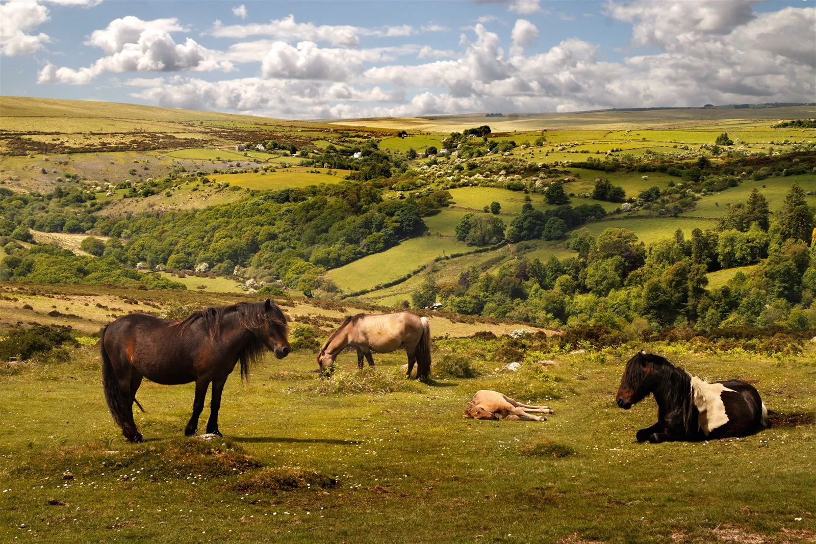 Exmoor ponies roam the national park freely although they are not technically wild
