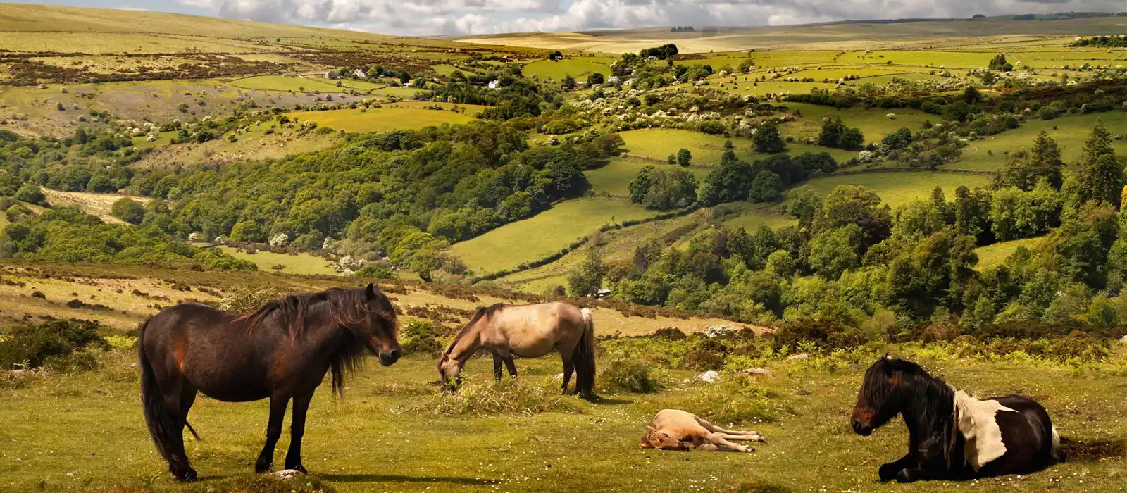 Exmoor ponies roam the national park freely although they are not technically wild