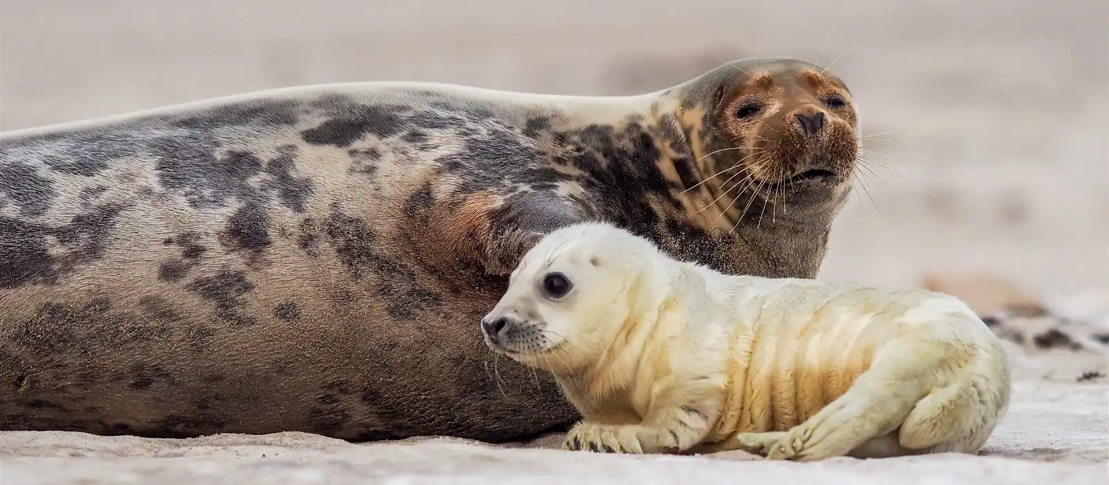 Seals at Donna Nook Nature Reserve in Lincolnshire