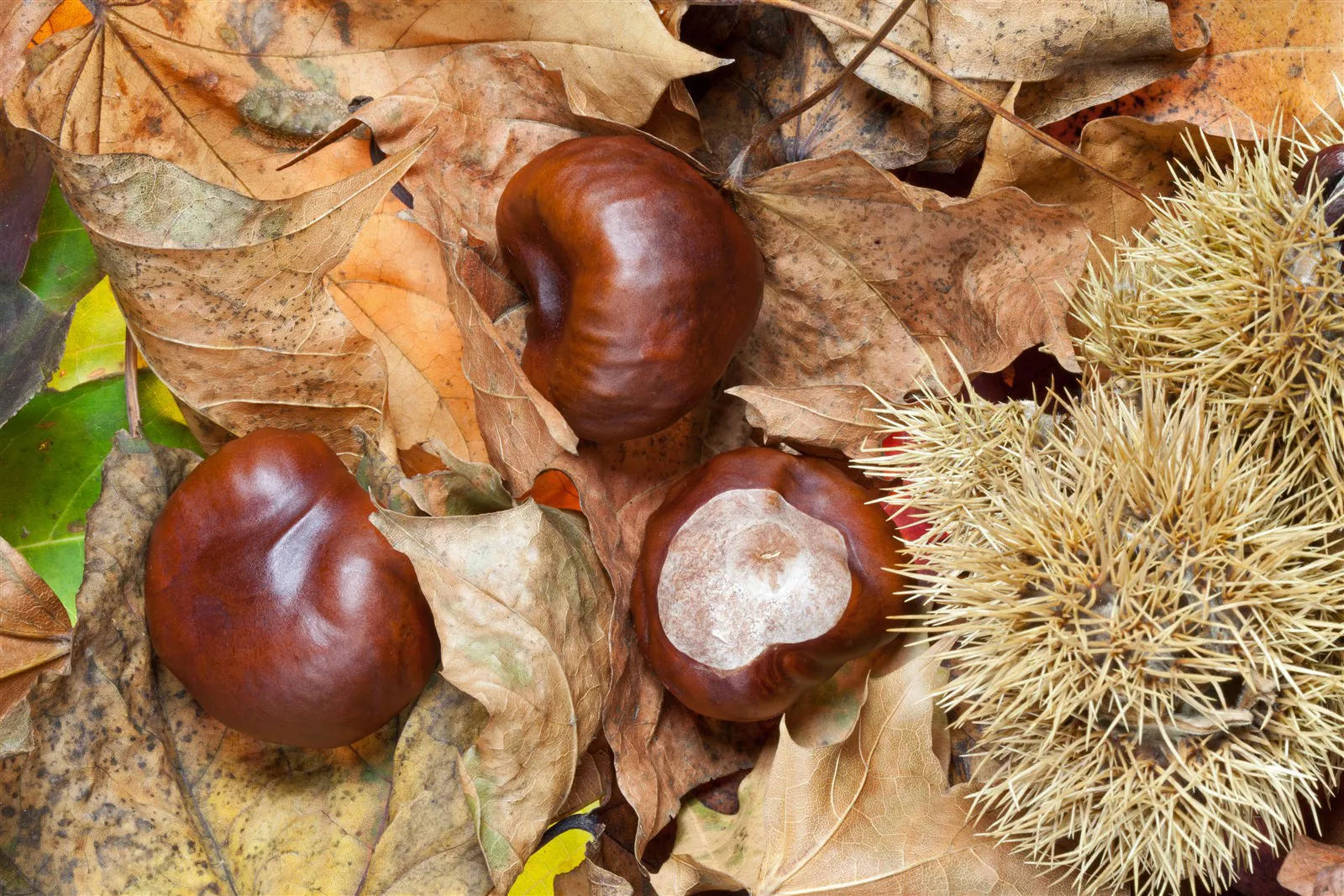 Conkers can be collected in autumn to play the conkers game