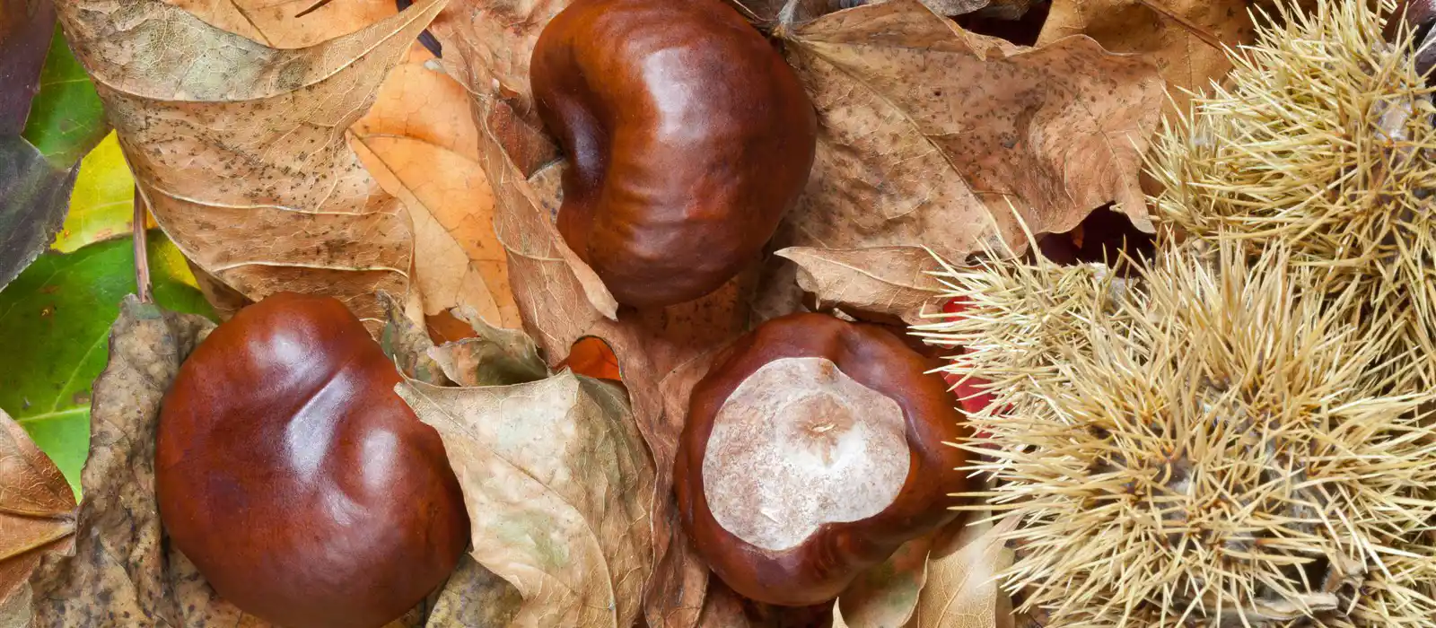 Conkers can be collected in autumn to play the conkers game