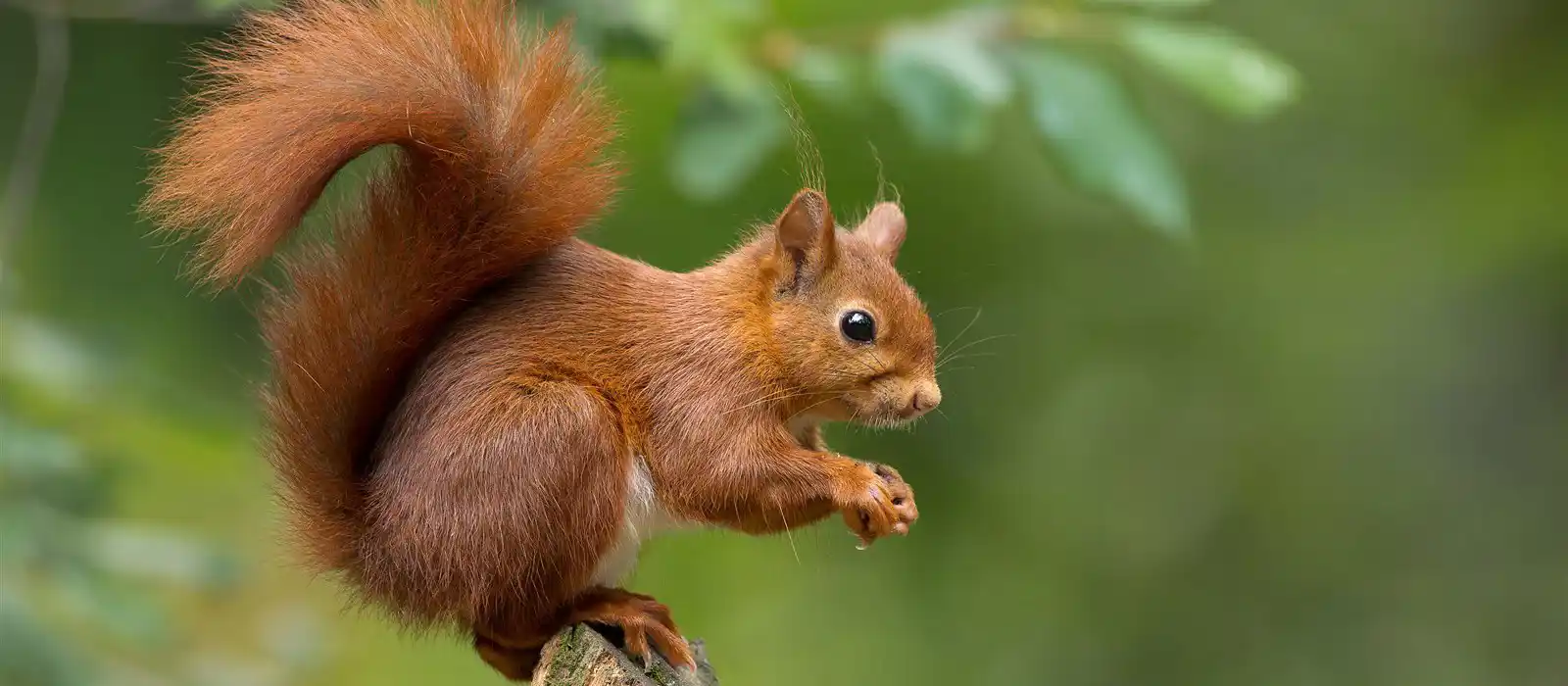 A delightful red squirrel in the UK
