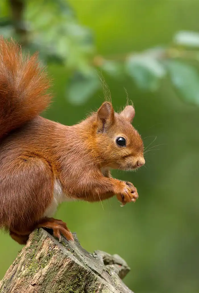 Why are red squirrels endangered? (And where to see them)