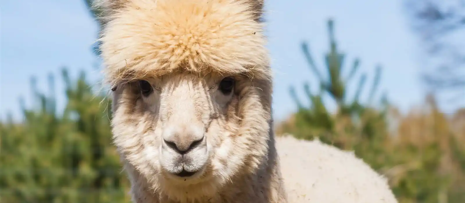 Alpaca like those at Animal Farm Adventure Park, Somerset