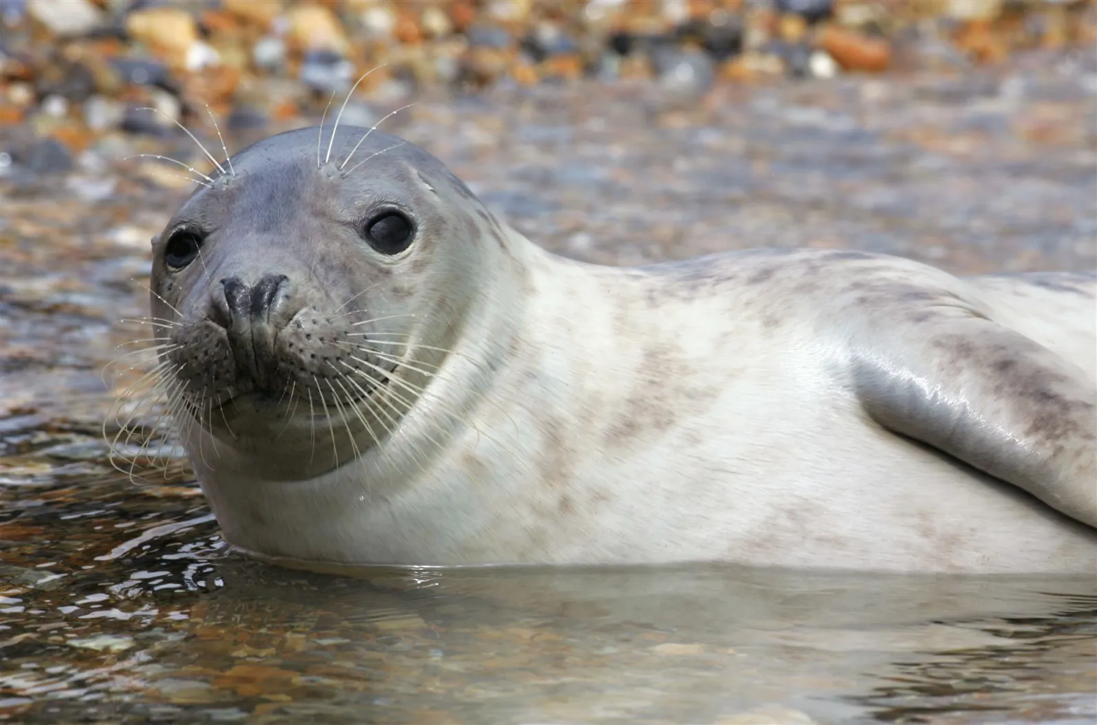 Grey seal, Blakeney Point, Norfolk