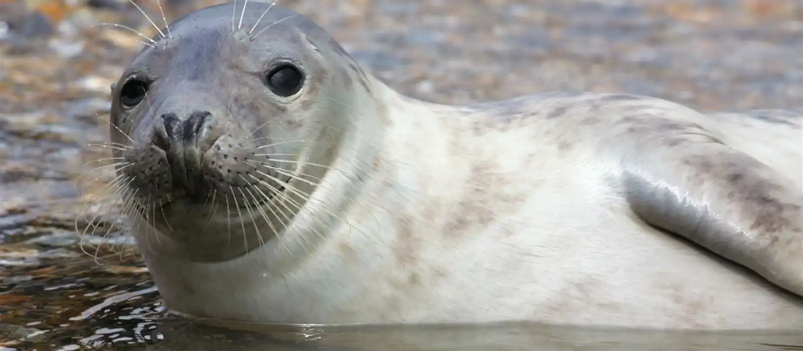 Grey seal, Blakeney Point, Norfolk