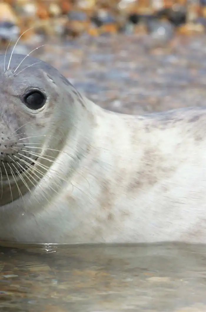 See the Blakeney Point Seals in Norfolk: Our tips