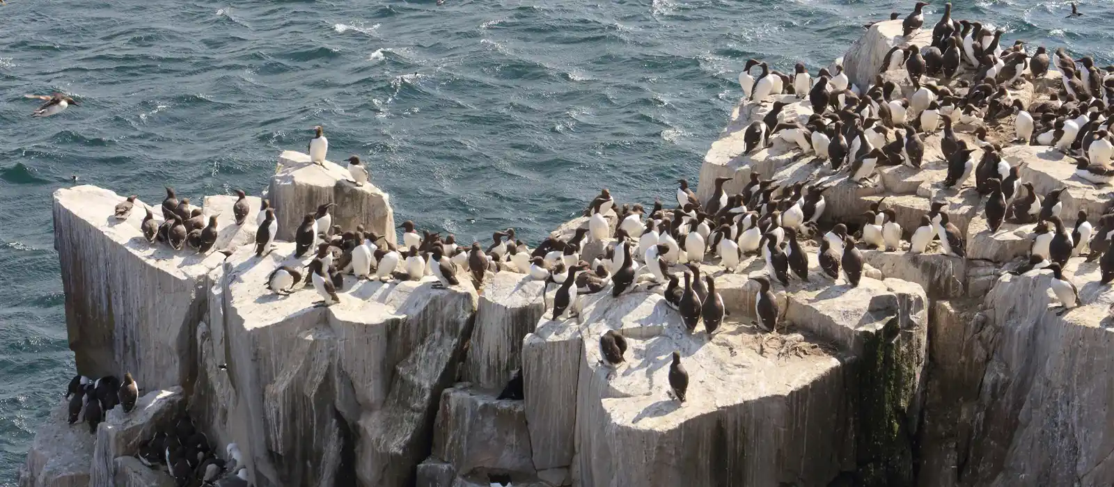 Guillemot colony, Farne Islands, Northumberland