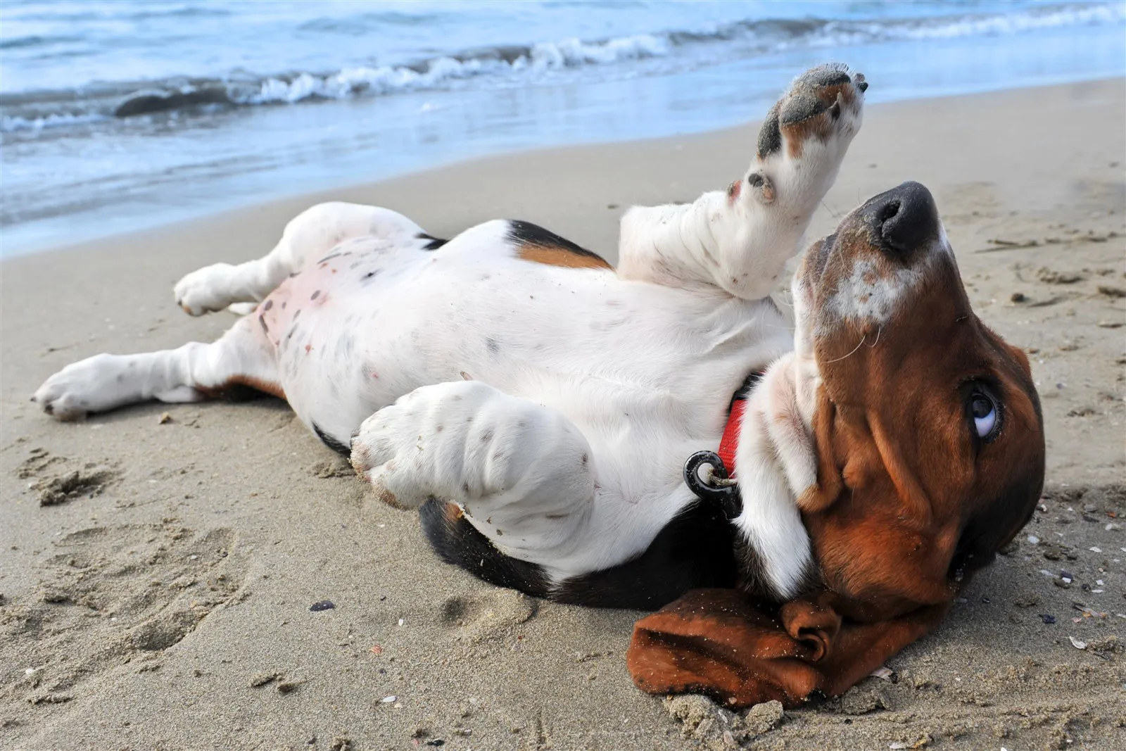 Dog rolling over on the beach