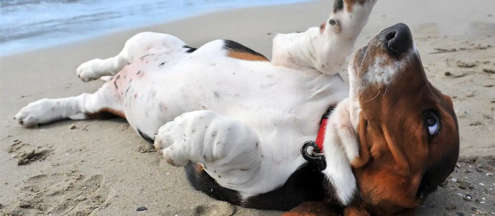 Dog rolling over on the beach