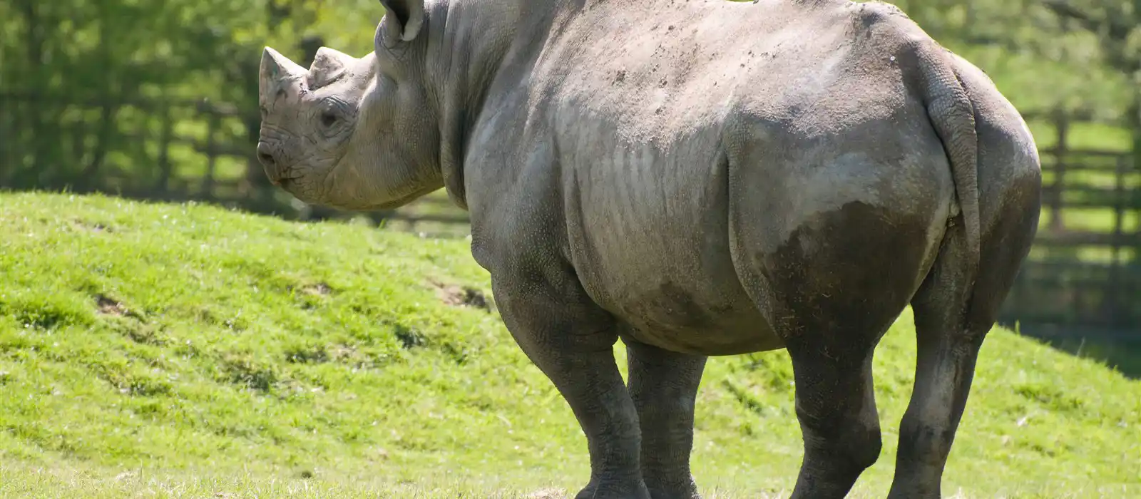 Rhino, Port Lympne Reserve, Kent